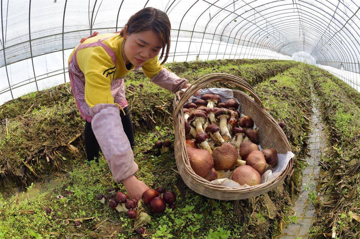 菠菜排名站